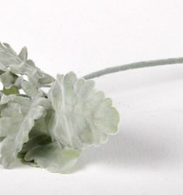 Dusty Miller Stem Flower Florist Wedding Bouquet