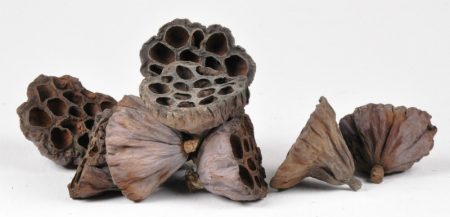 Lotus Pod Natural x 10 Florist Wedding Bouquet